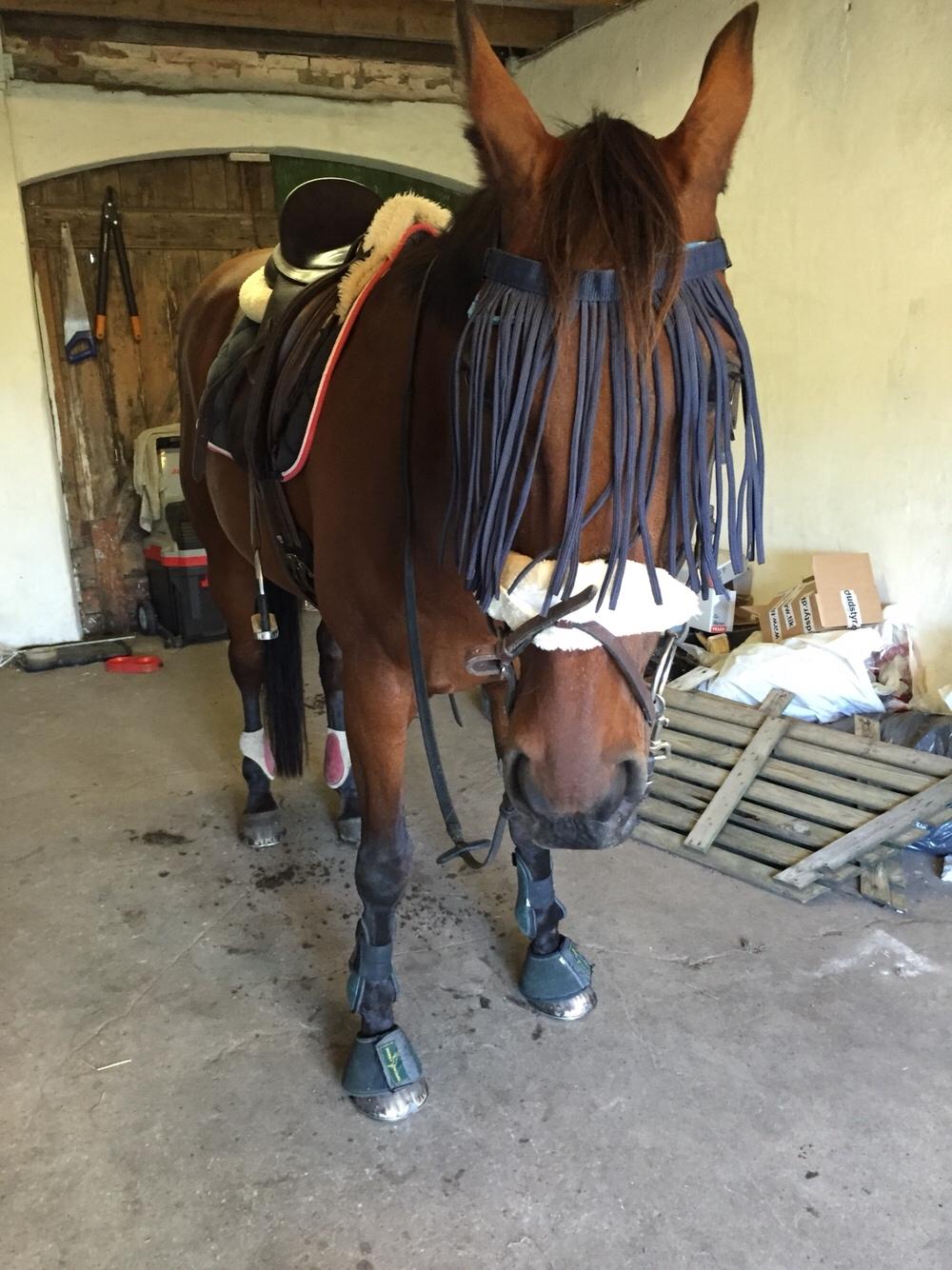 Traver Chablis hein (himmelhest) billede 2