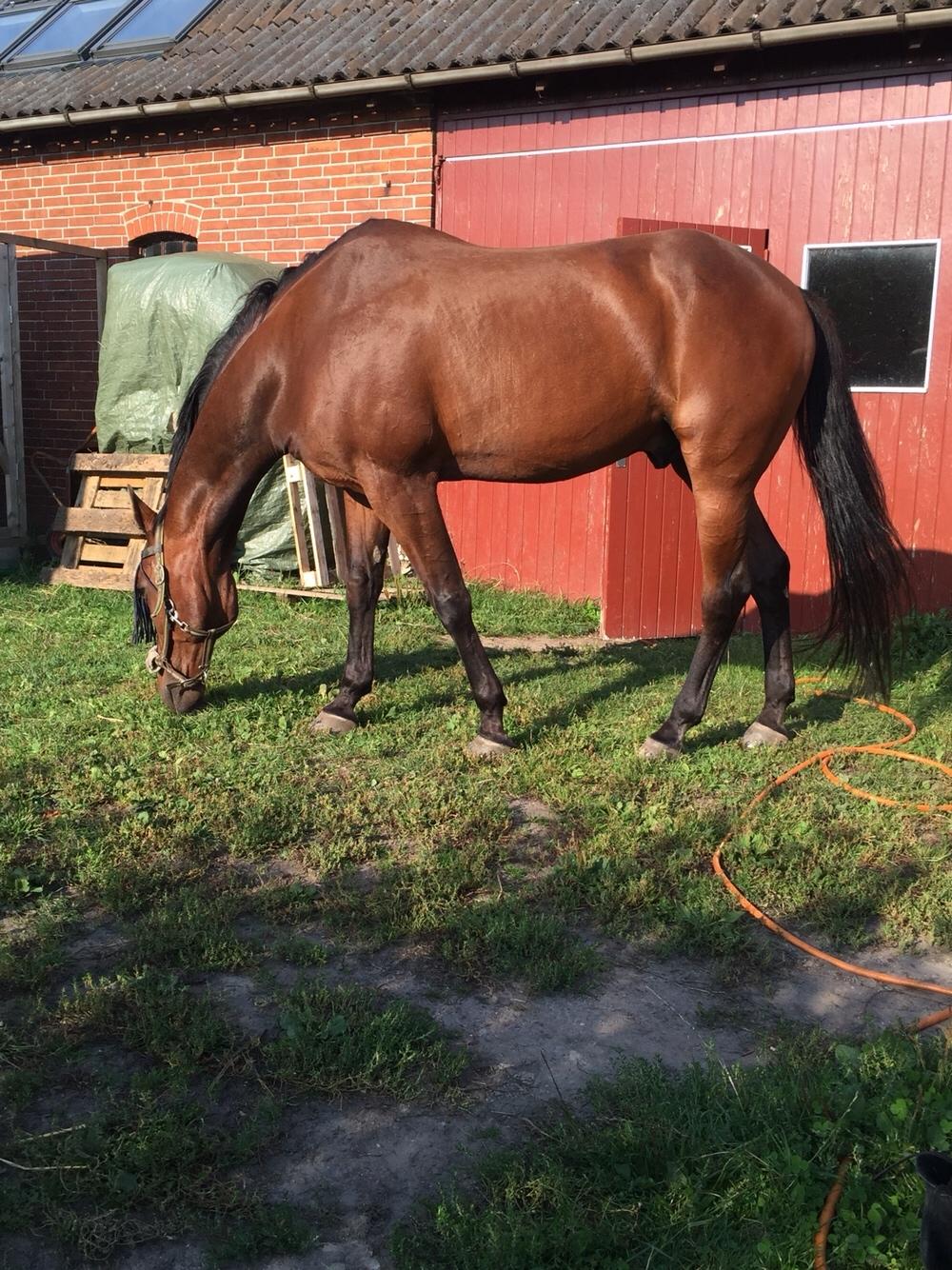 Traver Chablis hein (himmelhest) billede 1