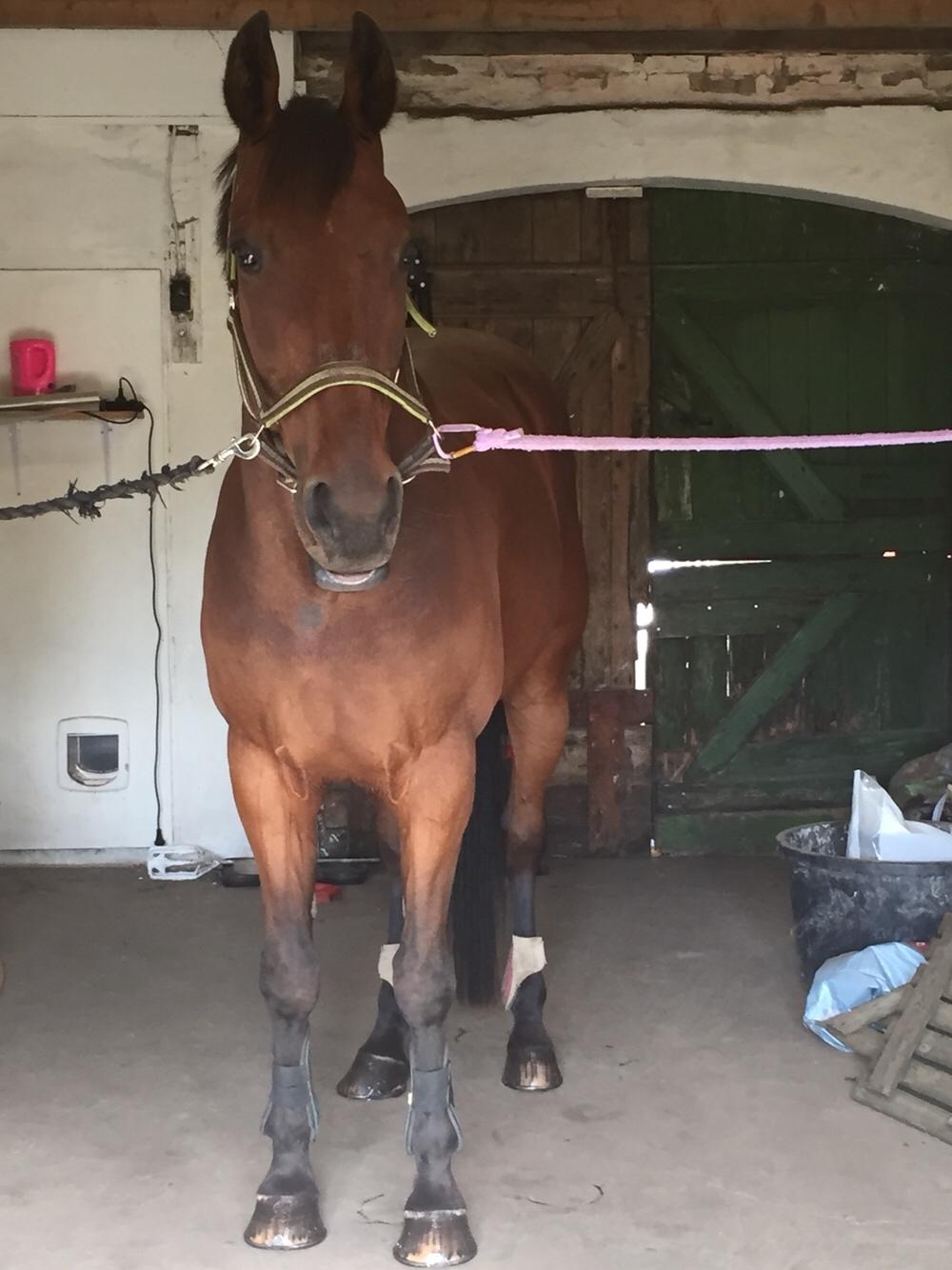 Traver Chablis hein (himmelhest) billede 3