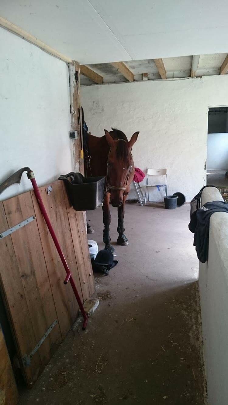 Traver Chablis hein (himmelhest) billede 4