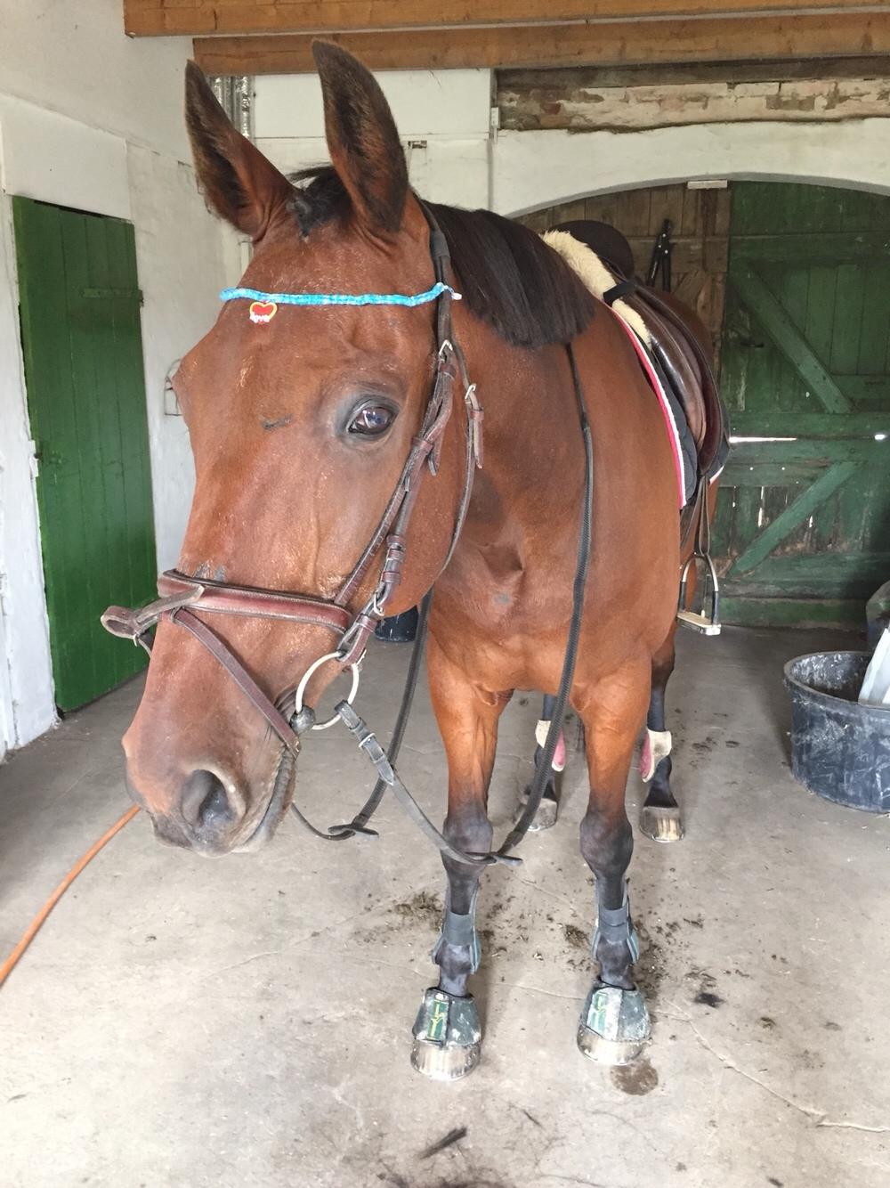 Traver Chablis hein (himmelhest) billede 5