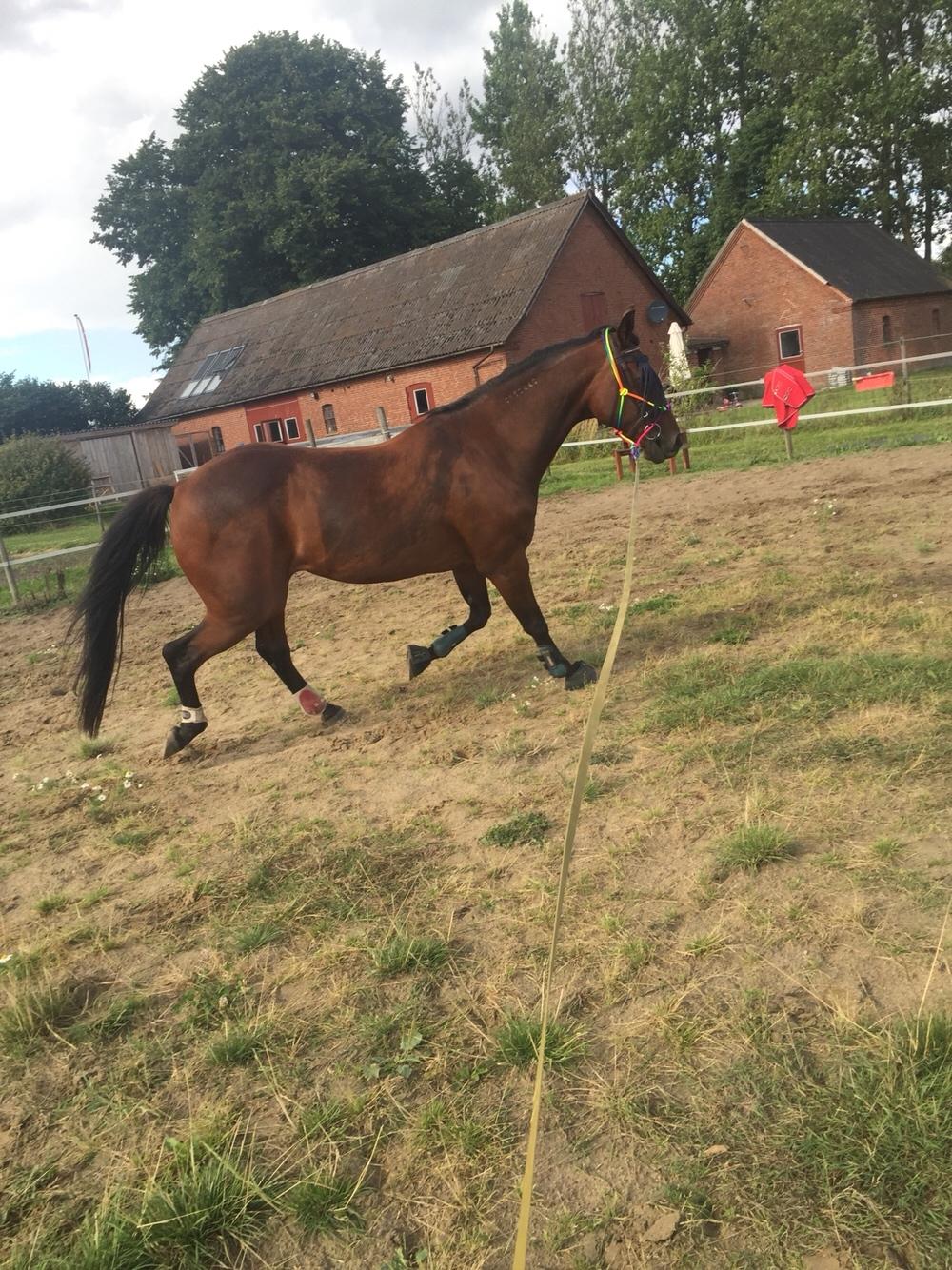 Traver Chablis hein (himmelhest) billede 6