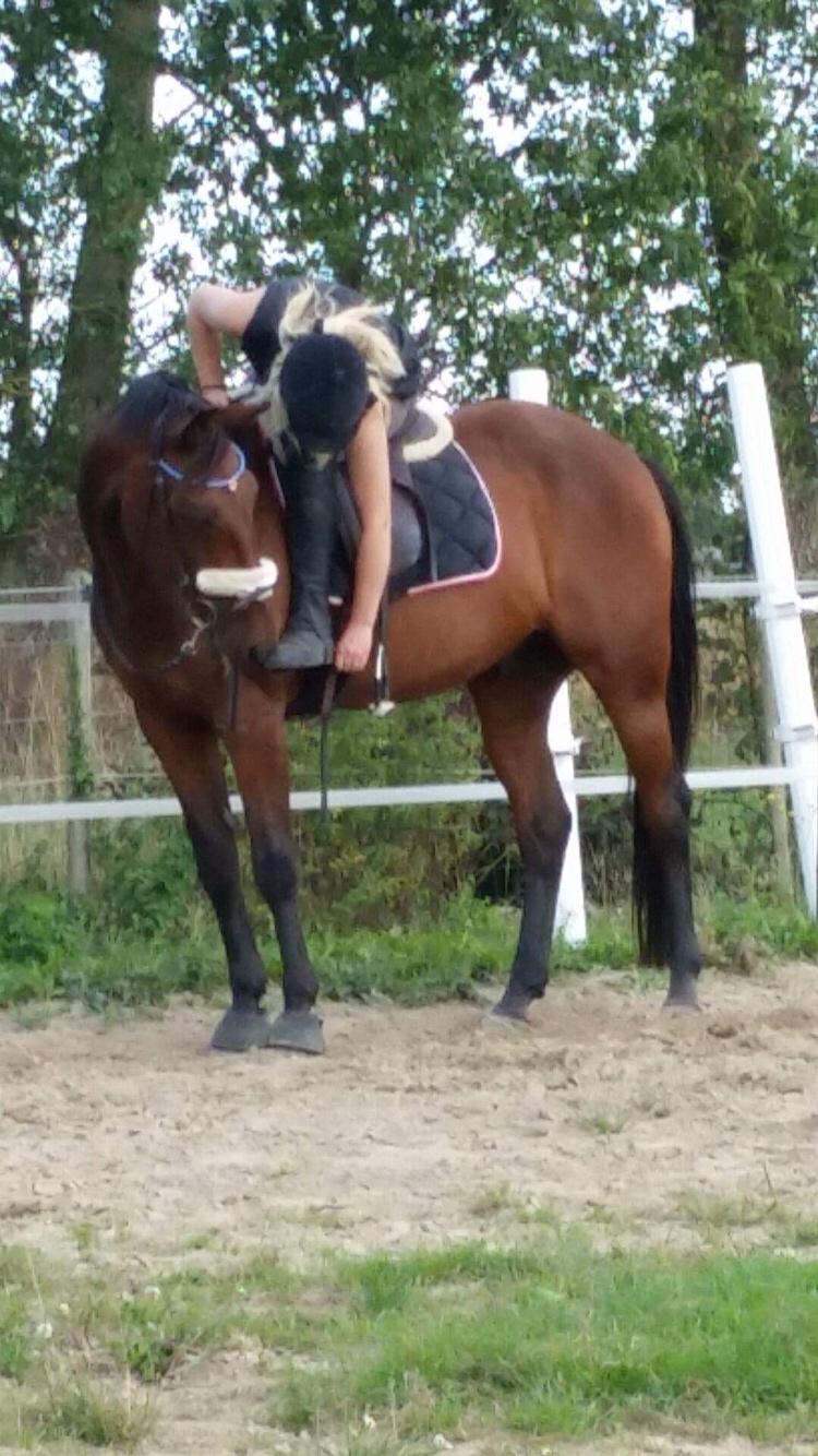 Traver Chablis hein (himmelhest) billede 7