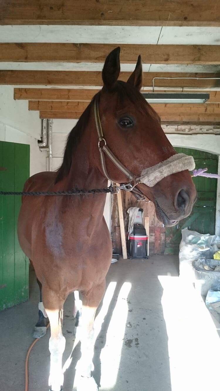 Traver Chablis hein (himmelhest) billede 8