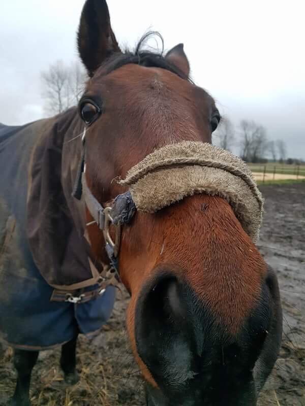 Traver Chablis hein (himmelhest) billede 9