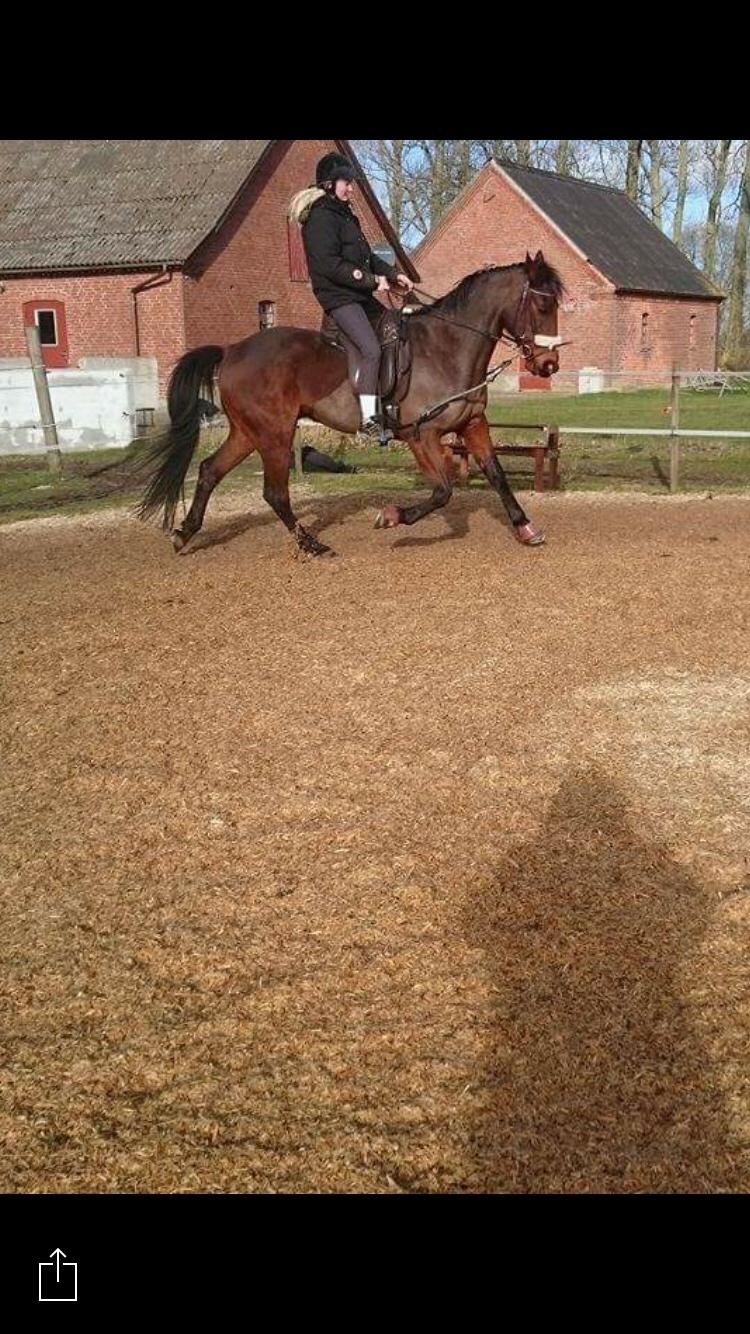 Traver Chablis hein (himmelhest) billede 10