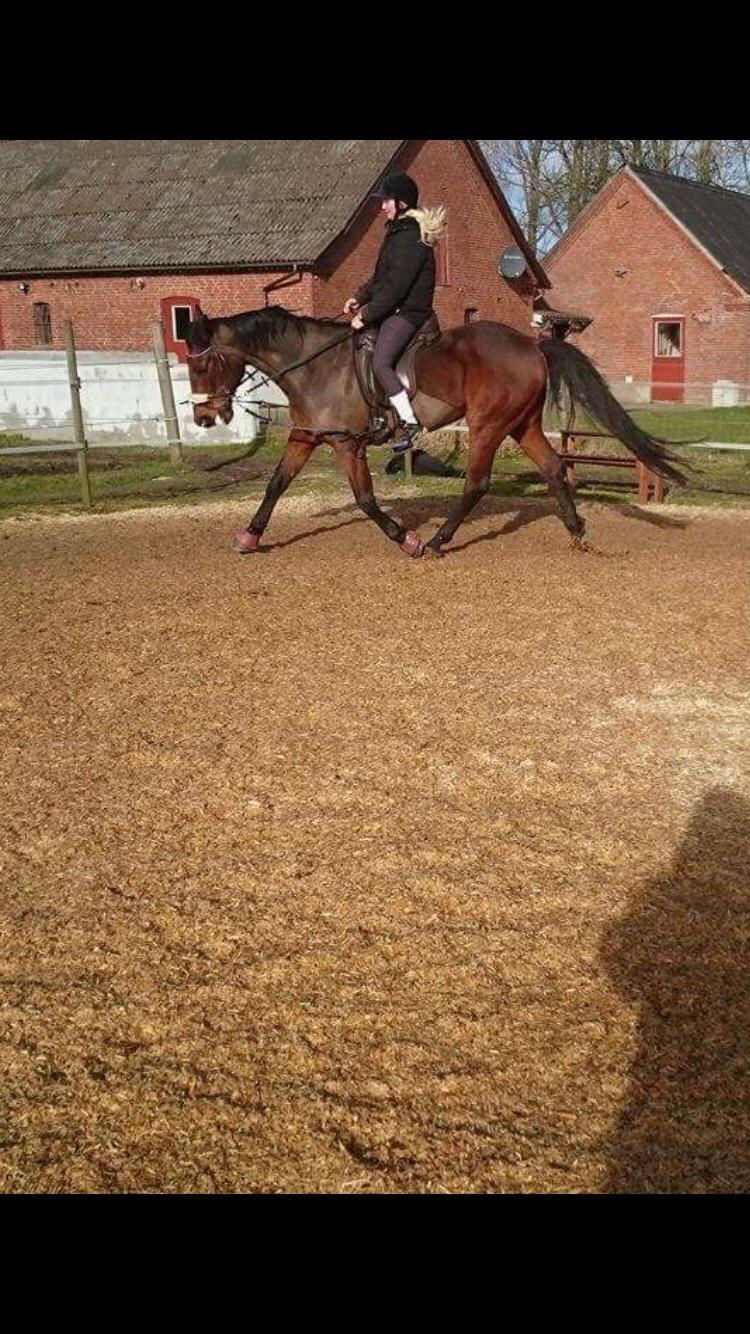 Traver Chablis hein (himmelhest) billede 11