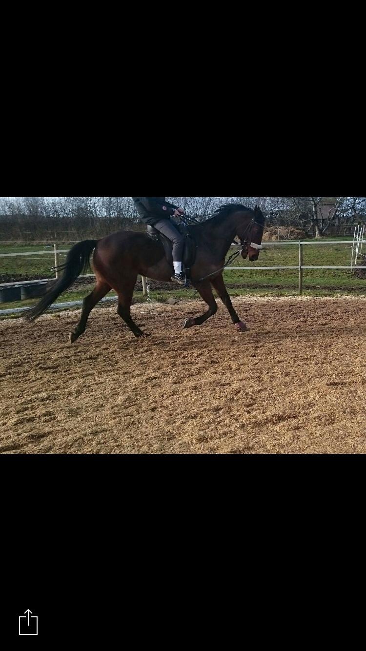 Traver Chablis hein (himmelhest) billede 12