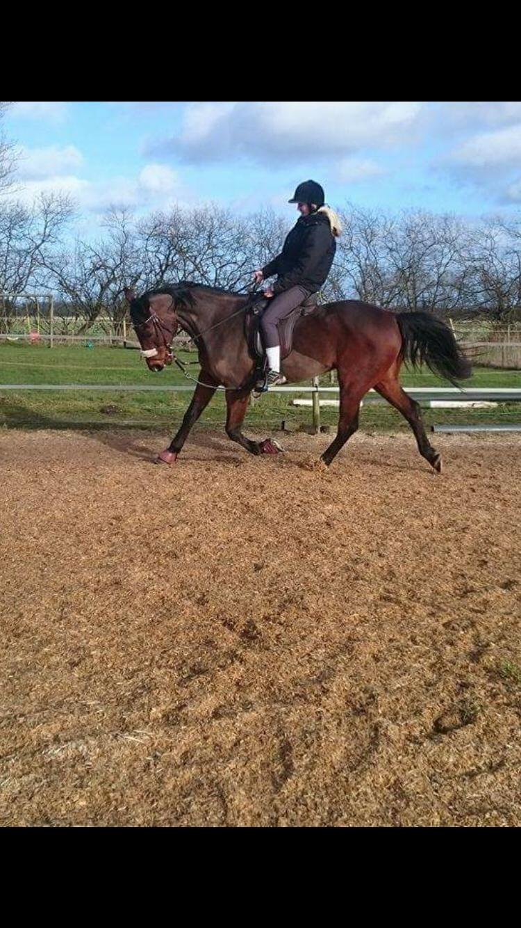 Traver Chablis hein (himmelhest) billede 13