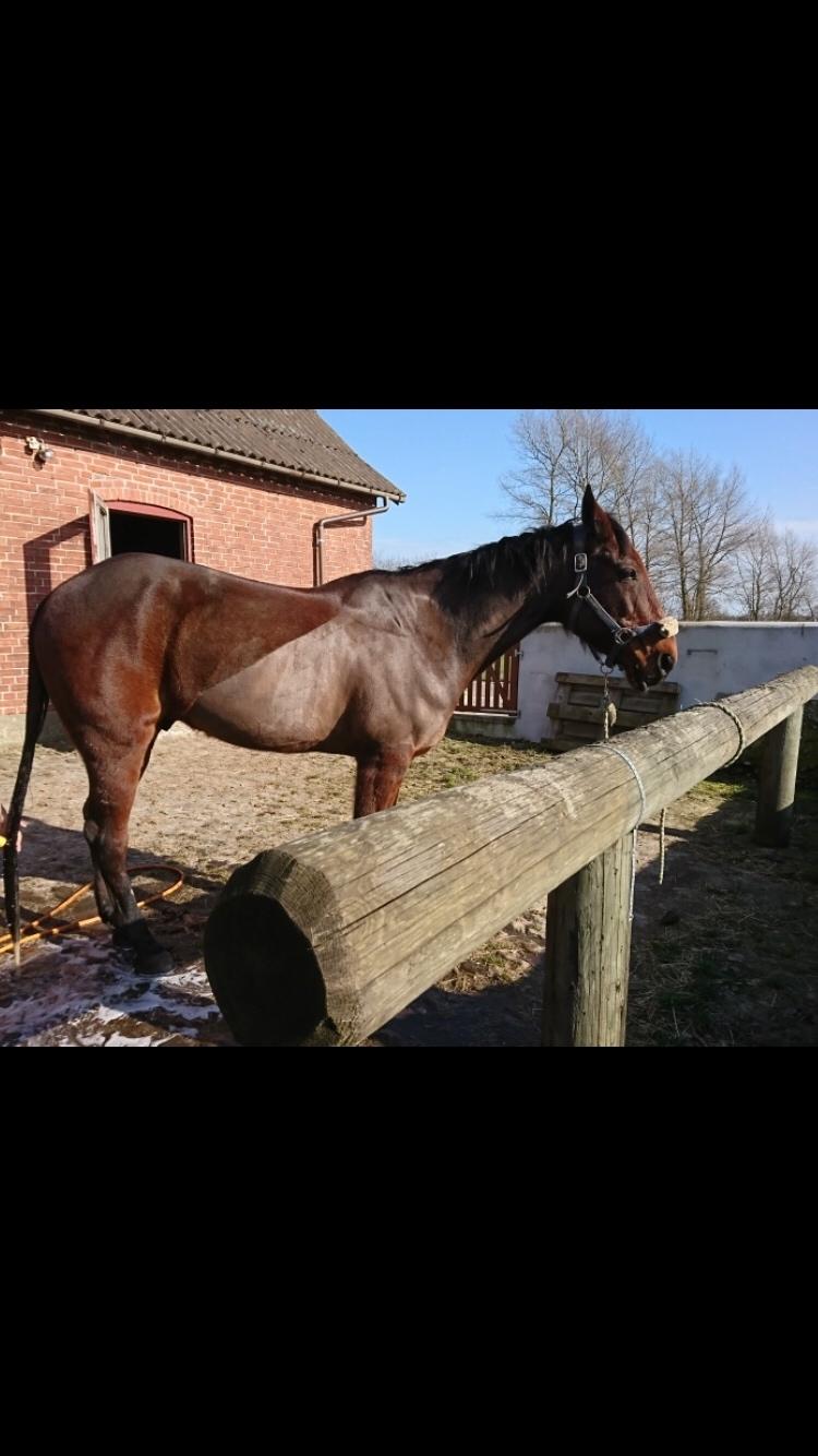 Traver Chablis hein (himmelhest) billede 14