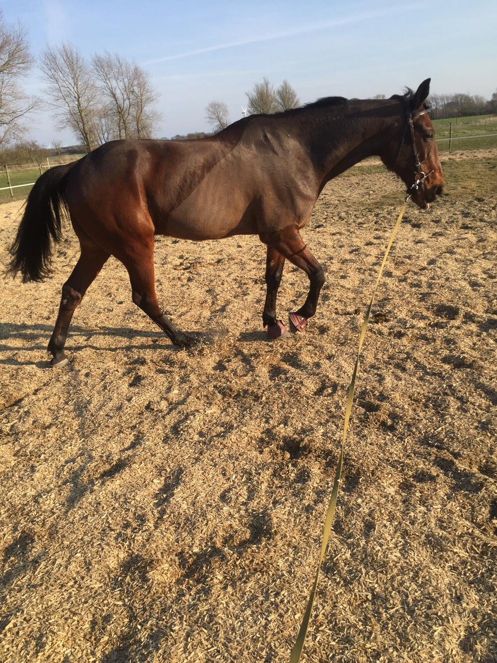 Traver Chablis hein (himmelhest) billede 15