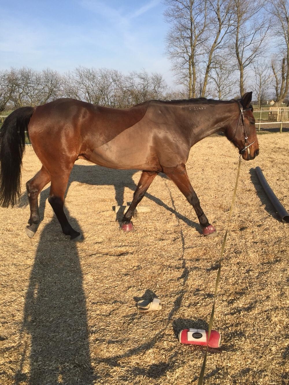 Traver Chablis hein (himmelhest) billede 16