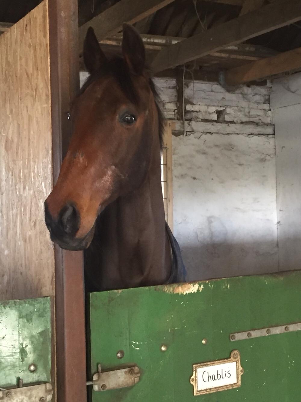 Traver Chablis hein (himmelhest) billede 18