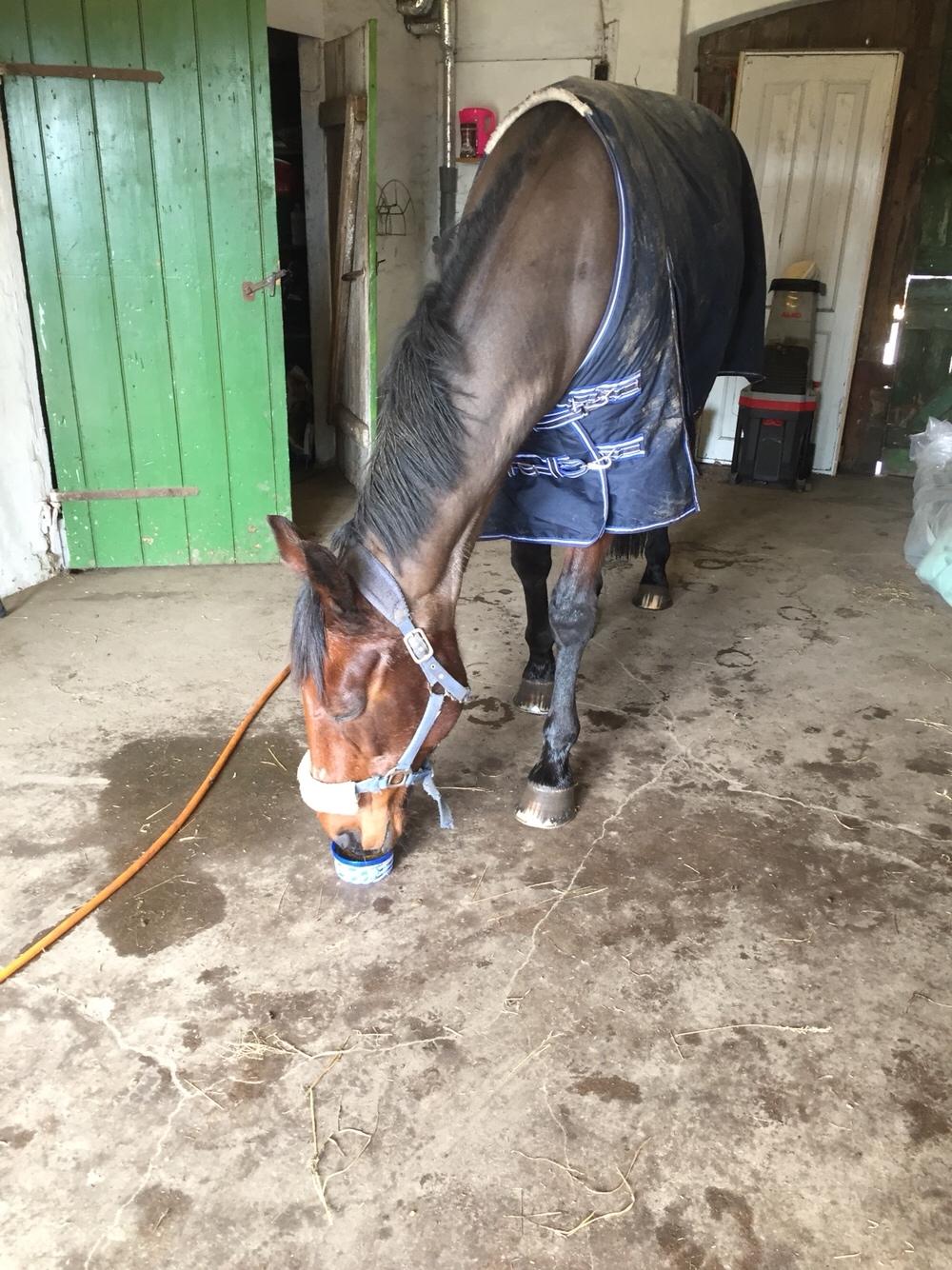 Traver Chablis hein (himmelhest) billede 17