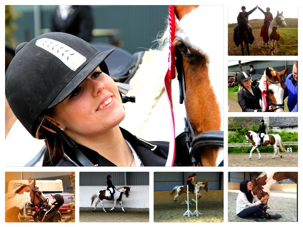 Pinto Elmegårdens Brilliant  billede 5