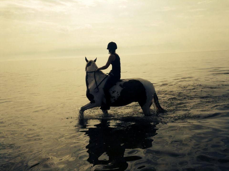 Pinto Elmegårdens Brilliant  billede 11