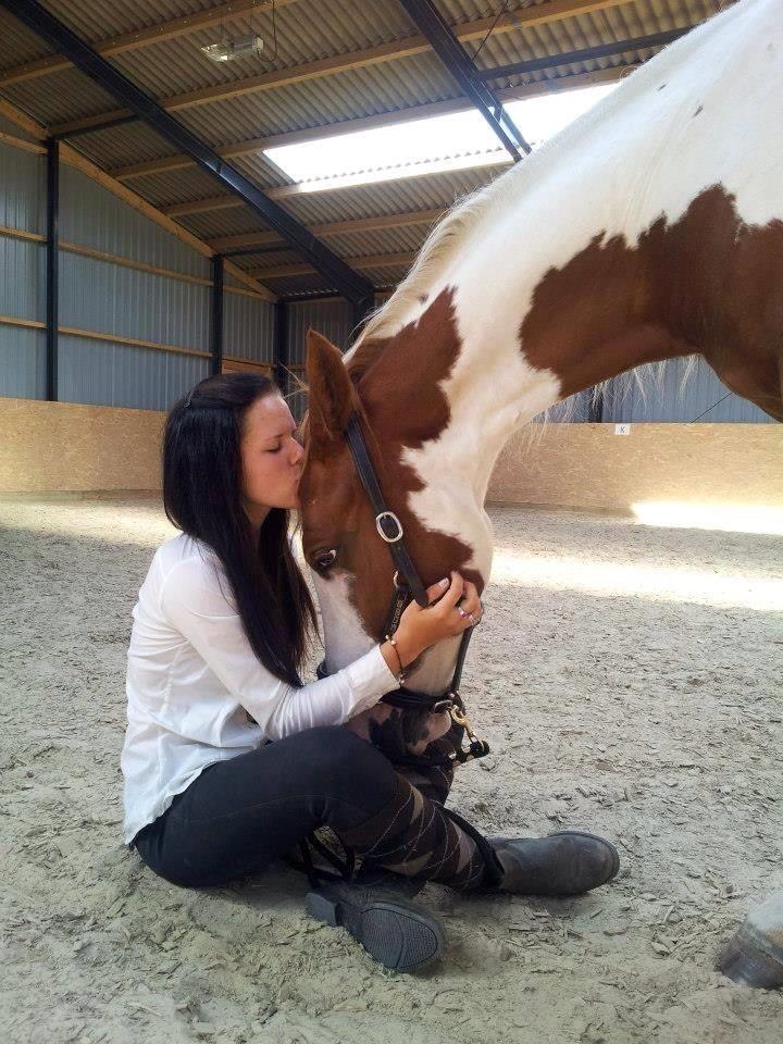 Pinto Elmegårdens Brilliant  billede 12