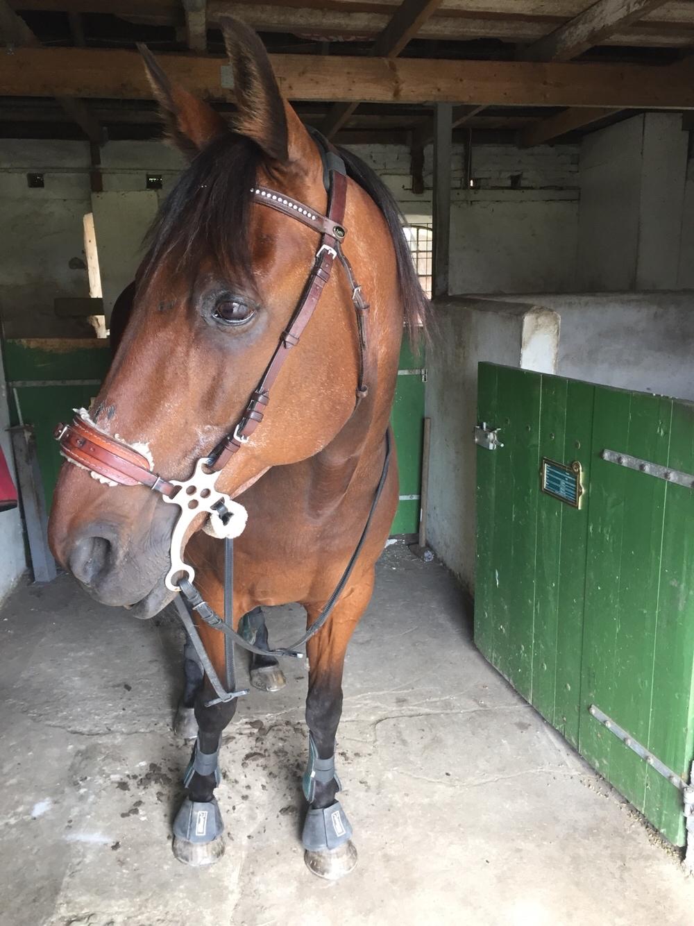 Traver Chablis hein (himmelhest) billede 20