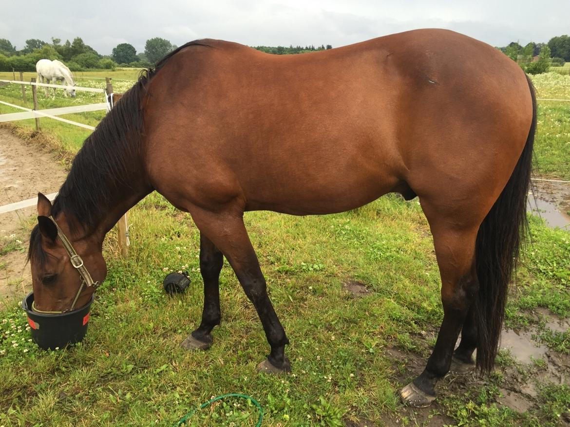 Traver Chablis hein (himmelhest) billede 19