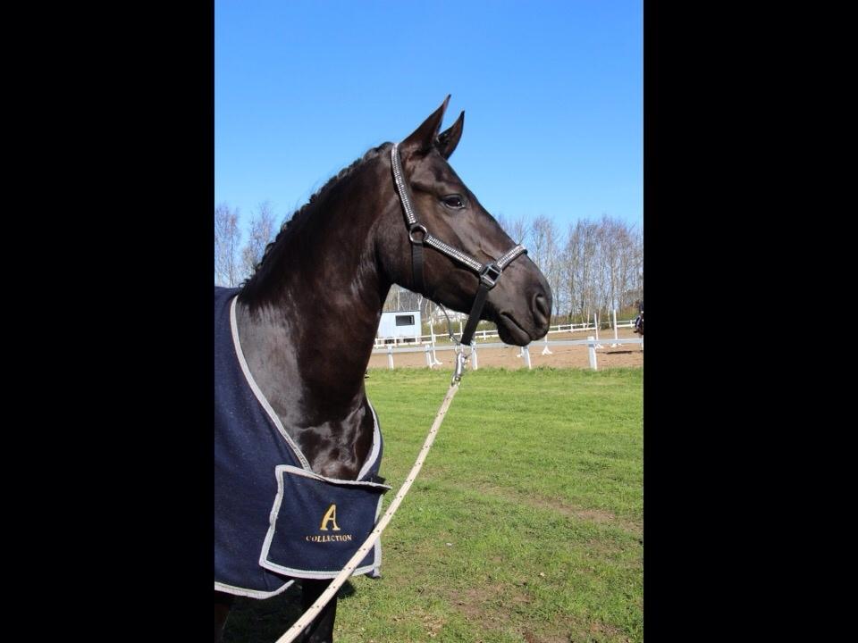 Barockpferd Zafir af Kashede billede 8