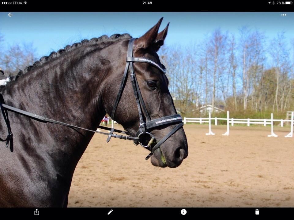 Barockpferd Zafir af Kashede billede 10