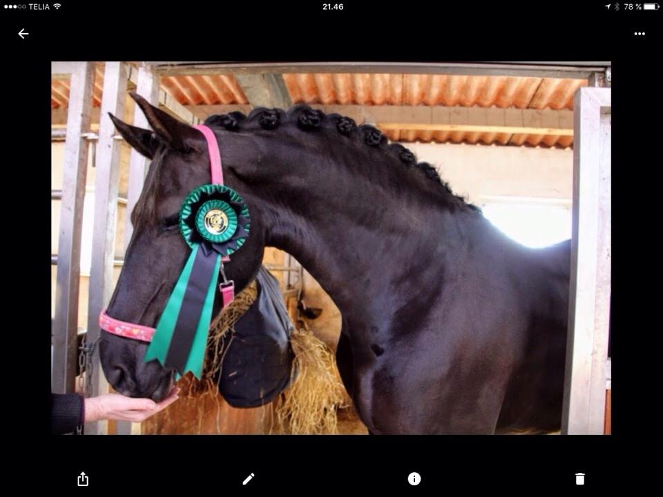 Barockpferd Zafir af Kashede billede 11