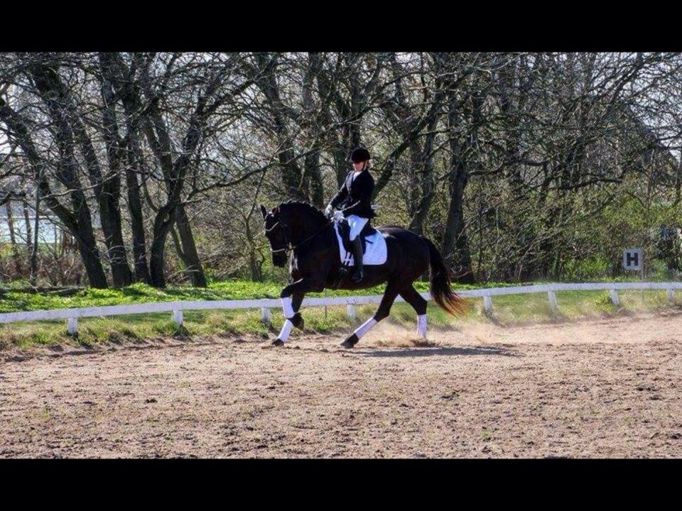 Barockpferd Zafir af Kashede billede 12