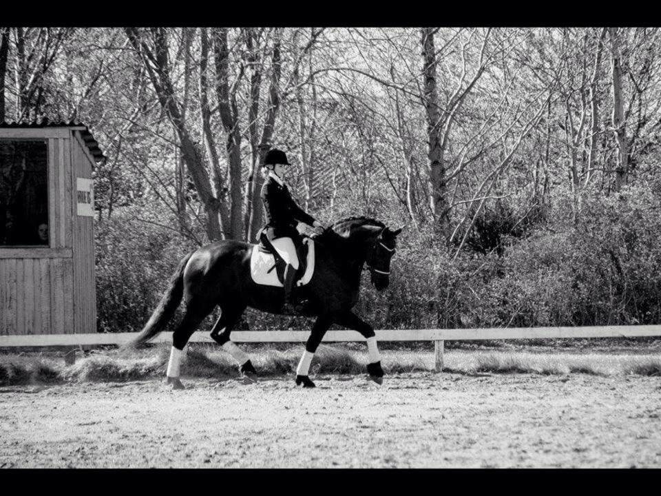 Barockpferd Zafir af Kashede billede 13