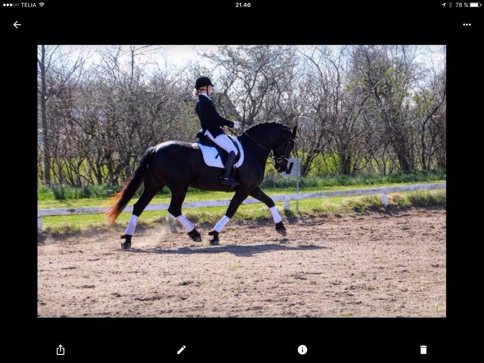 Barockpferd Zafir af Kashede billede 16