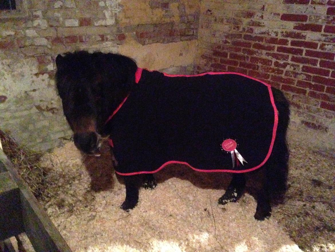 Shetlænder Andrea - Vinter 16/17 - nu med tæppe og dækner pga. forkølelse billede 6