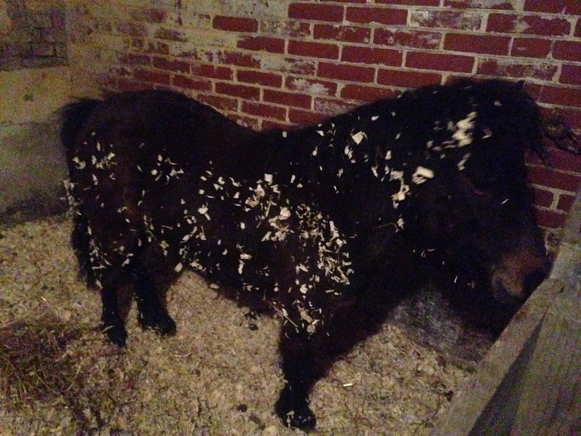 Shetlænder Andrea - Billedet siger sig selv...  billede 8