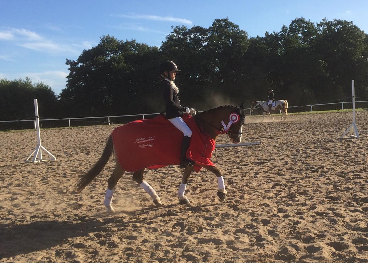 Welsh Pony (sec B) Kongsgodsgaards Avatar billede 19