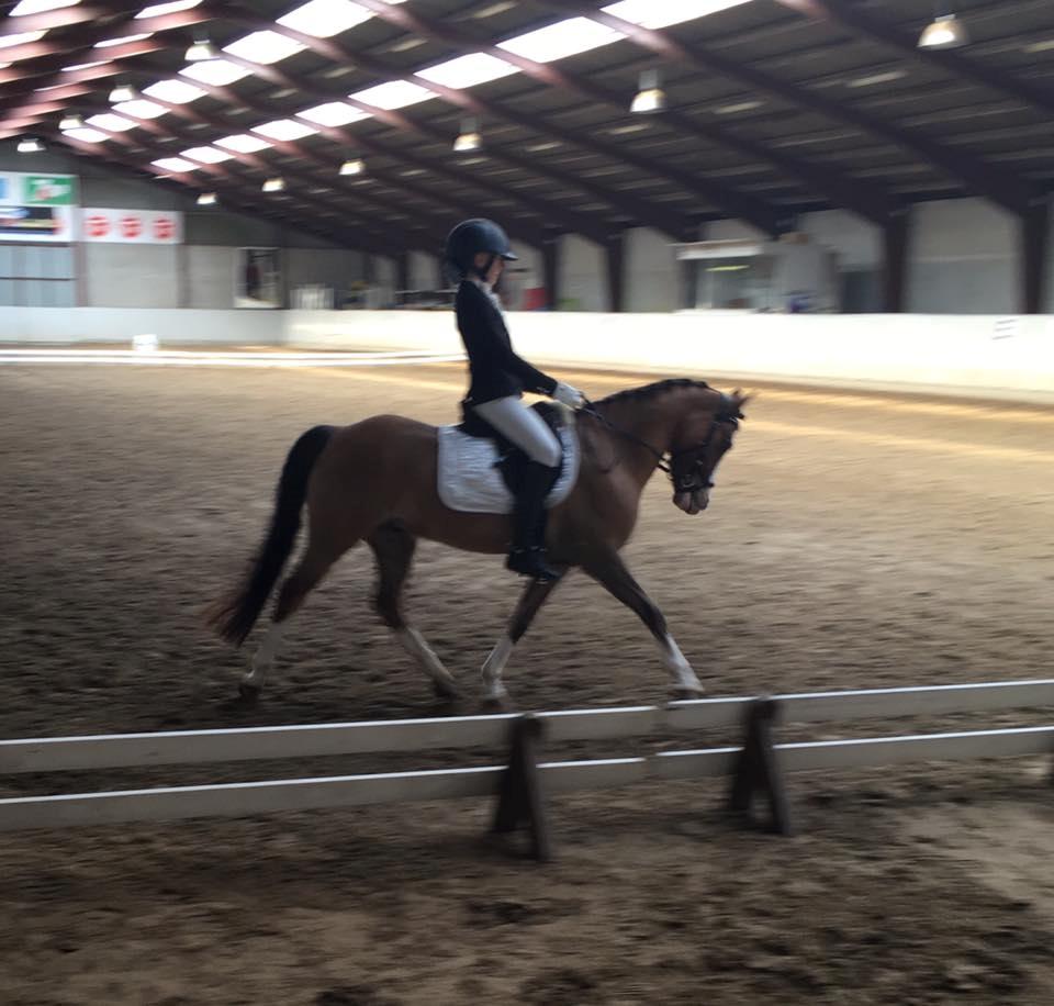 Welsh Pony (sec B) Kongsgodsgaards Avatar billede 20