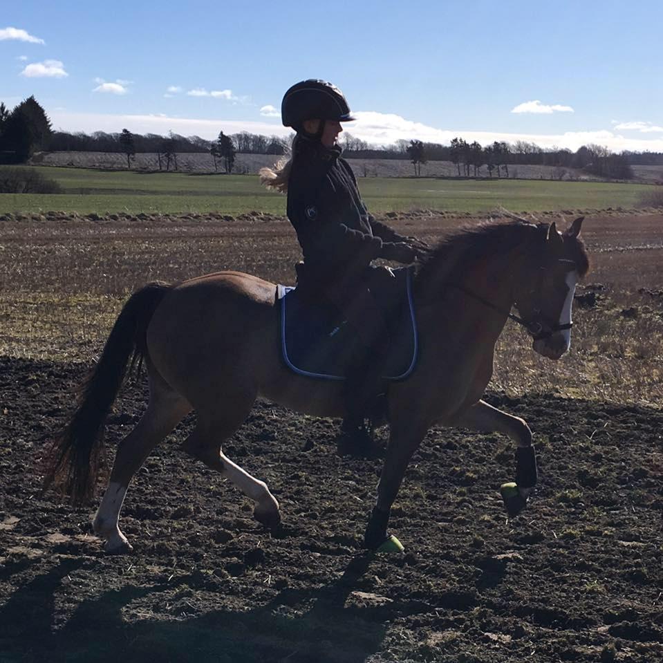 Welsh Pony (sec B) Kongsgodsgaards Avatar - Træning hjemme april 2017 billede 1