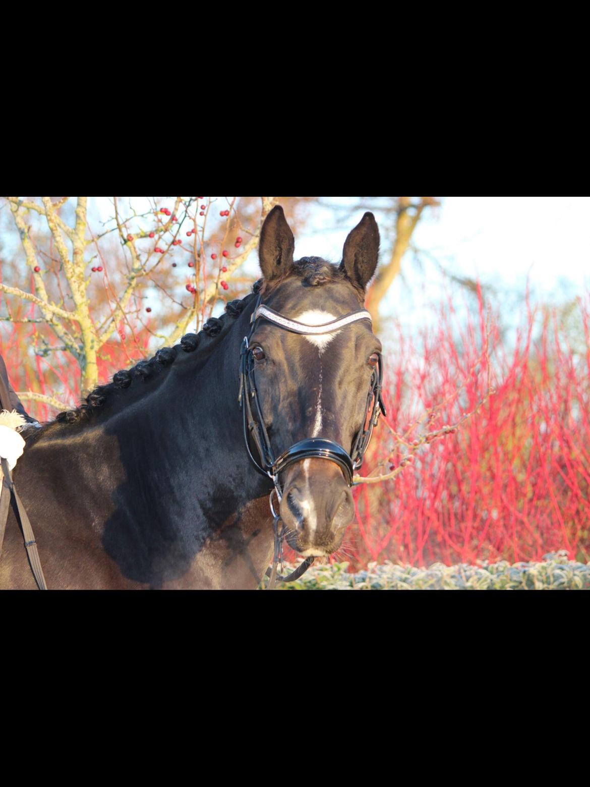 Oldenborg Another one 2 (Dundee) billede 13