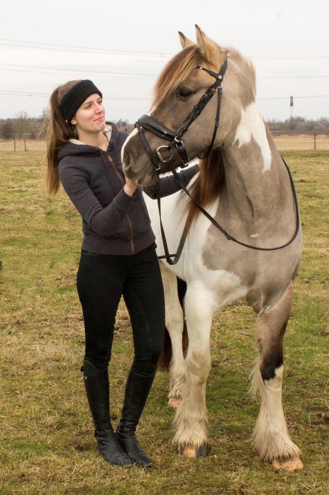 Irish Cob Crossbreed Fiona Filina •Bæstet• [Egen hest] billede 6