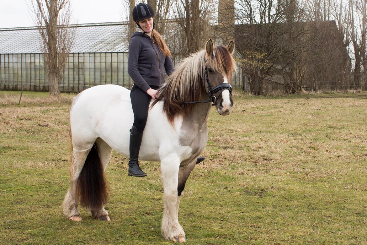 Irish Cob Crossbreed Fiona Filina •Bæstet• [Egen hest] billede 9