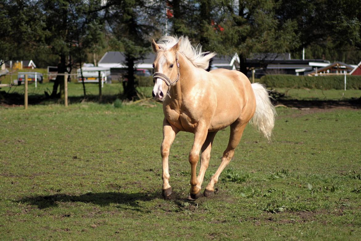 Quarter Doc´s Twinkie Bar  billede 1