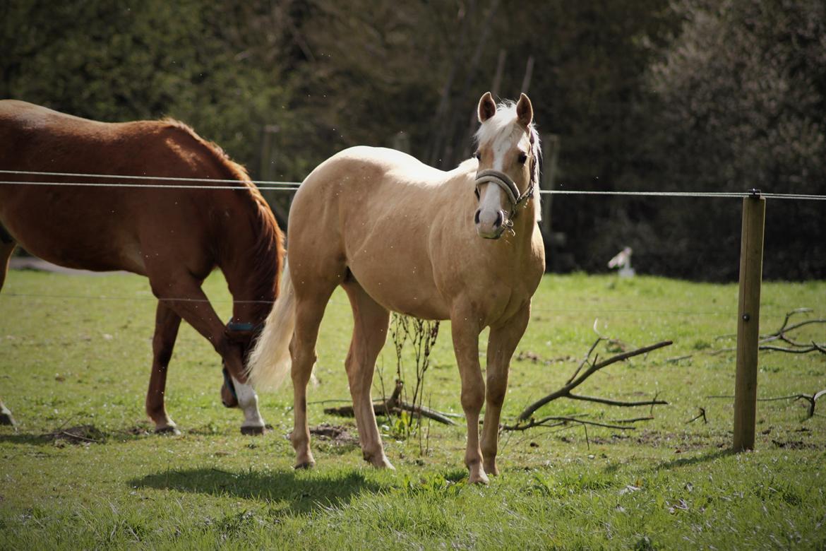 Quarter Doc´s Twinkie Bar  billede 8