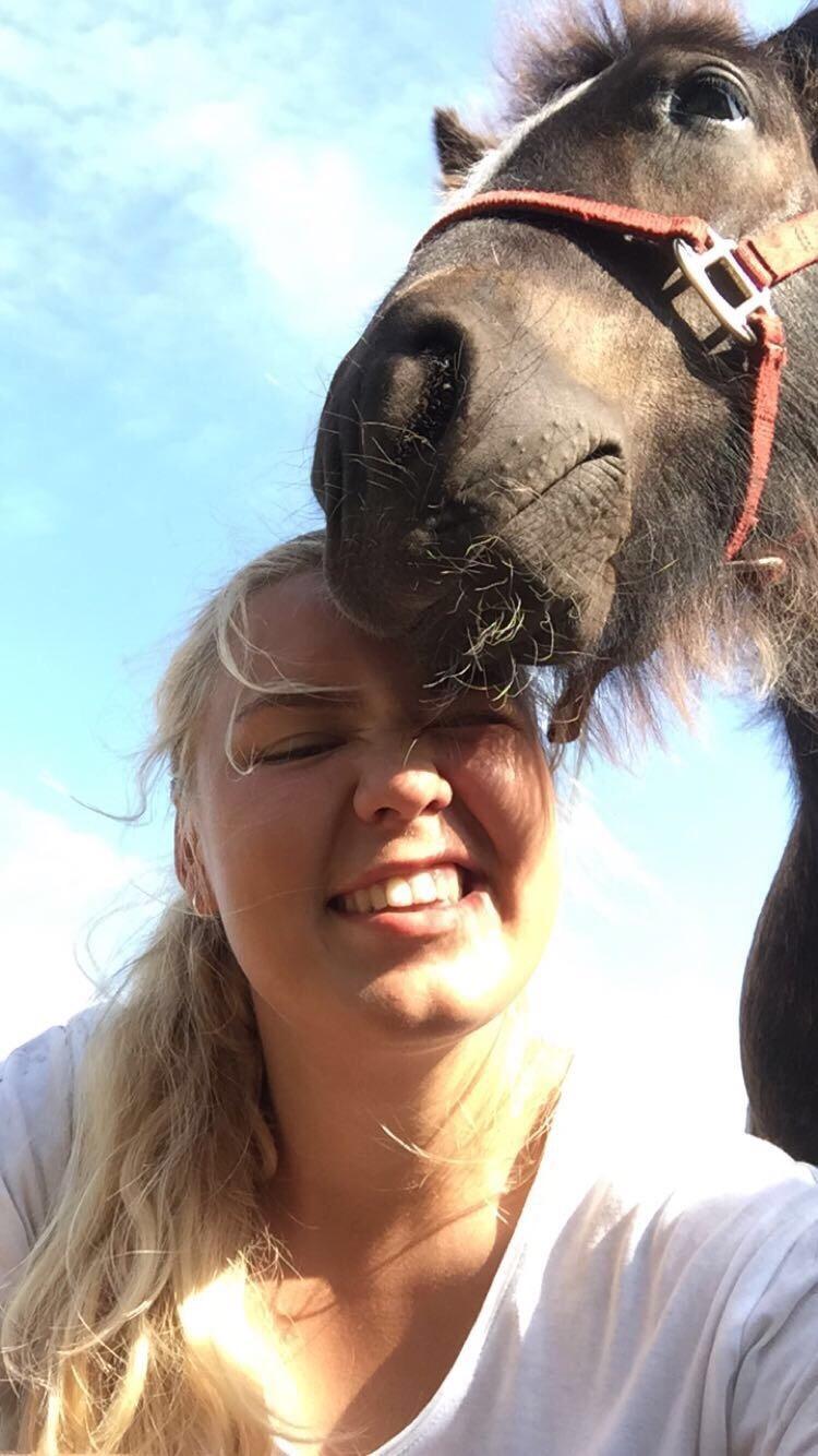 Irish Cob Nydal's Dark Knight of Sorcas - 20/07-16. Vores første selfie sammen.  billede 19