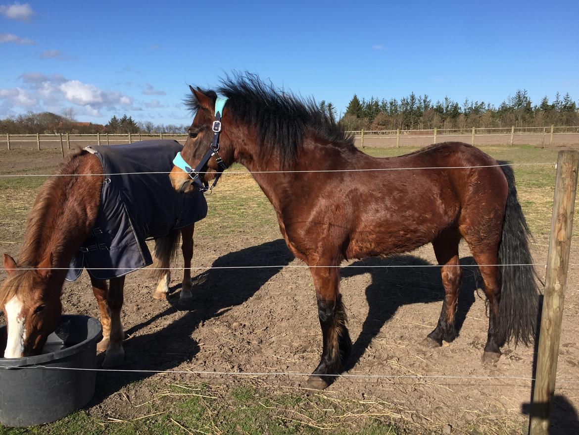 New Forest Spangsbo's Starlight billede 13