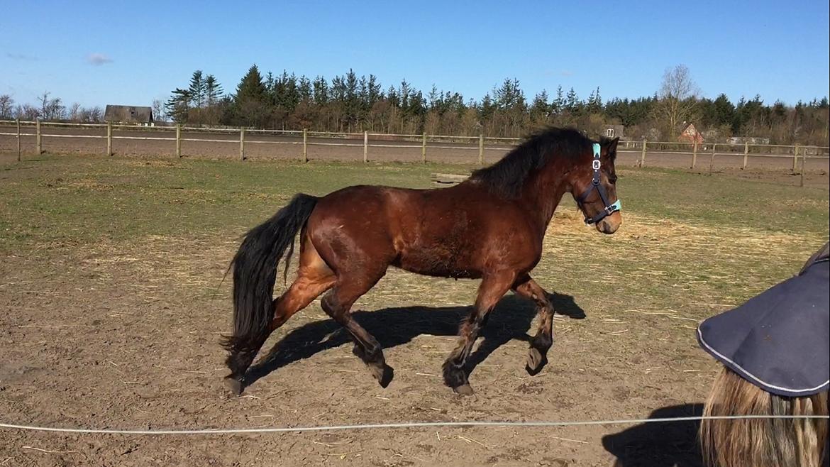 New Forest Spangsbo's Starlight billede 12