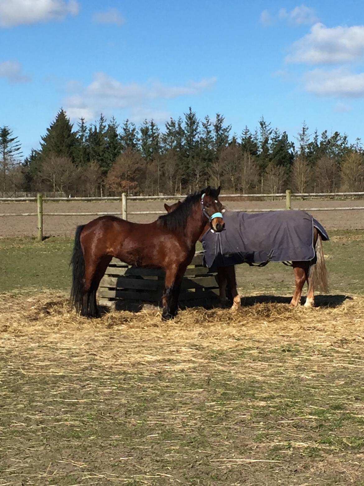 New Forest Spangsbo's Starlight billede 14