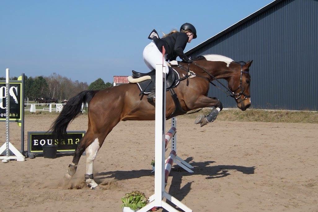 Pinto Thiamo billede 5