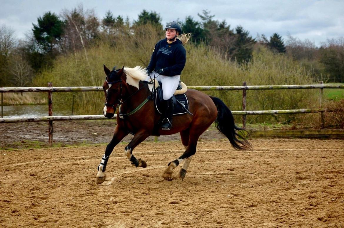 Pinto Thiamo billede 19