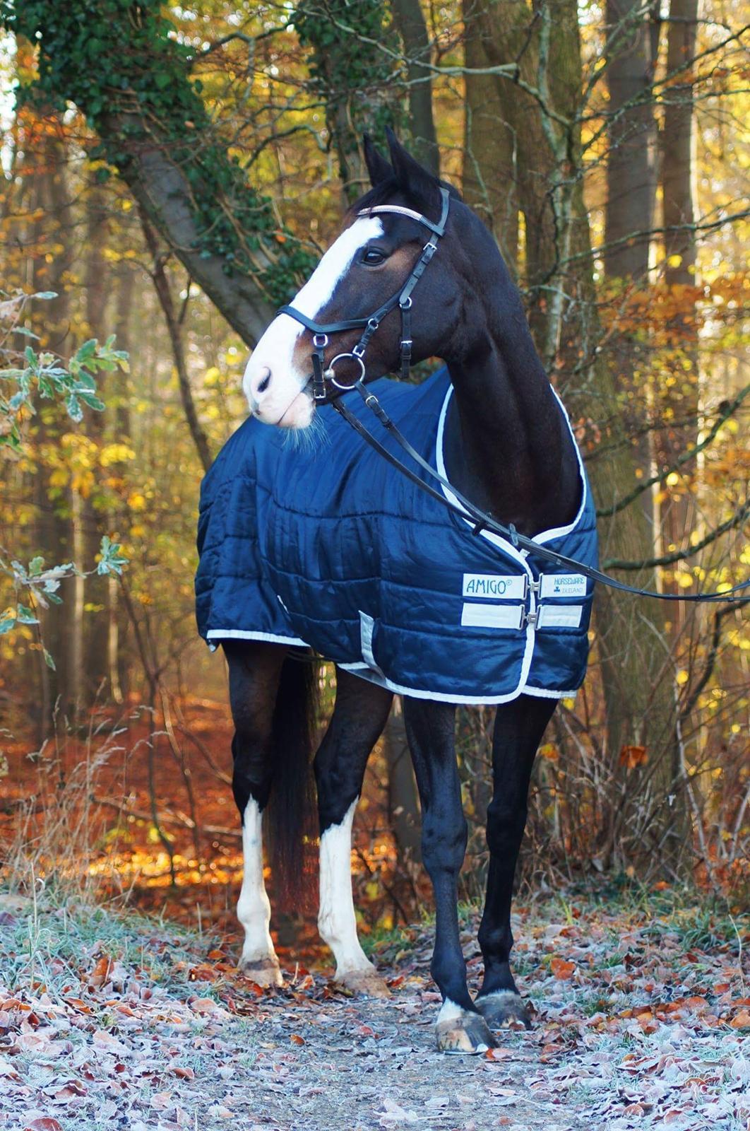 Hollandsk Varmblod Zarona R.I.P  billede 30