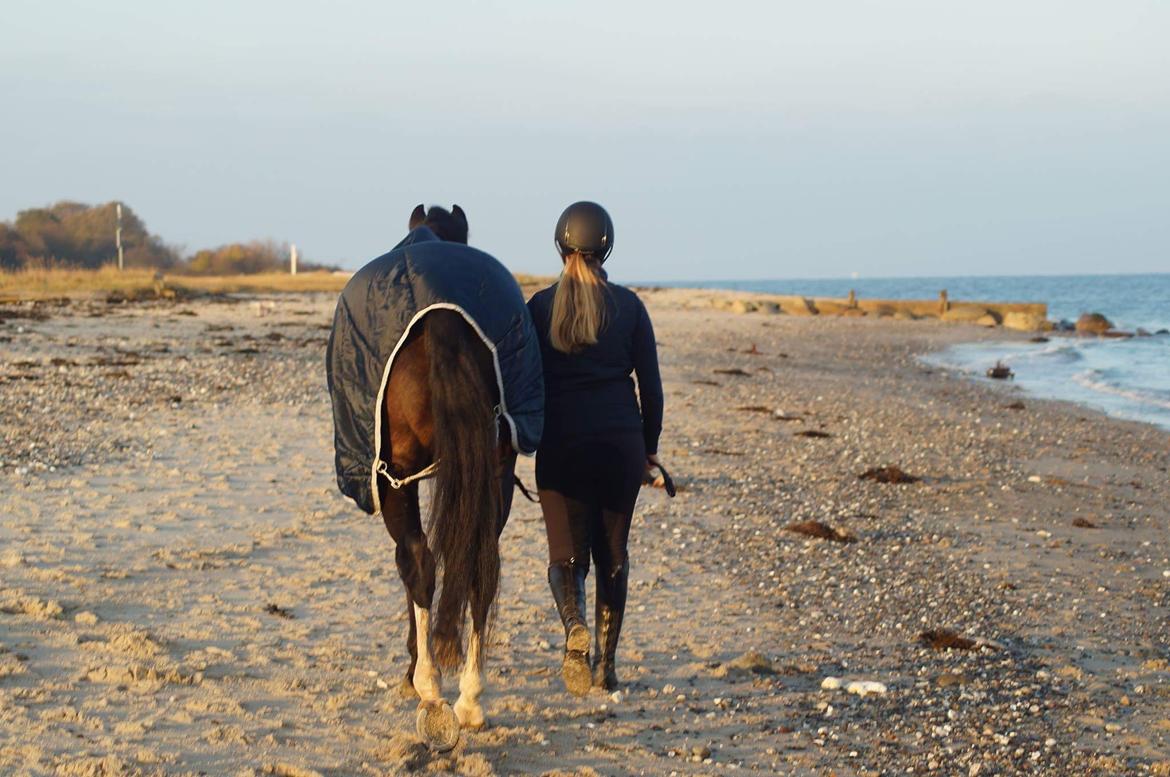 Hollandsk Varmblod Zarona R.I.P  billede 43