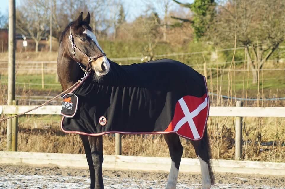 Hollandsk Varmblod Zarona R.I.P  billede 49