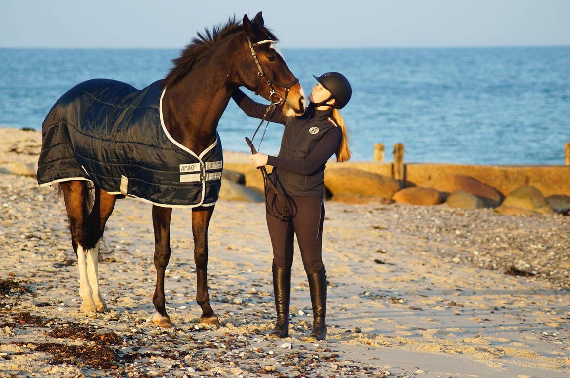 Hollandsk Varmblod Zarona R.I.P  billede 26