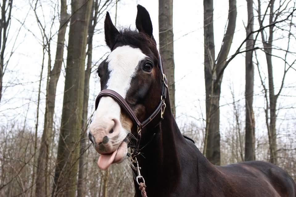 Hollandsk Varmblod Zarona R.I.P  billede 39